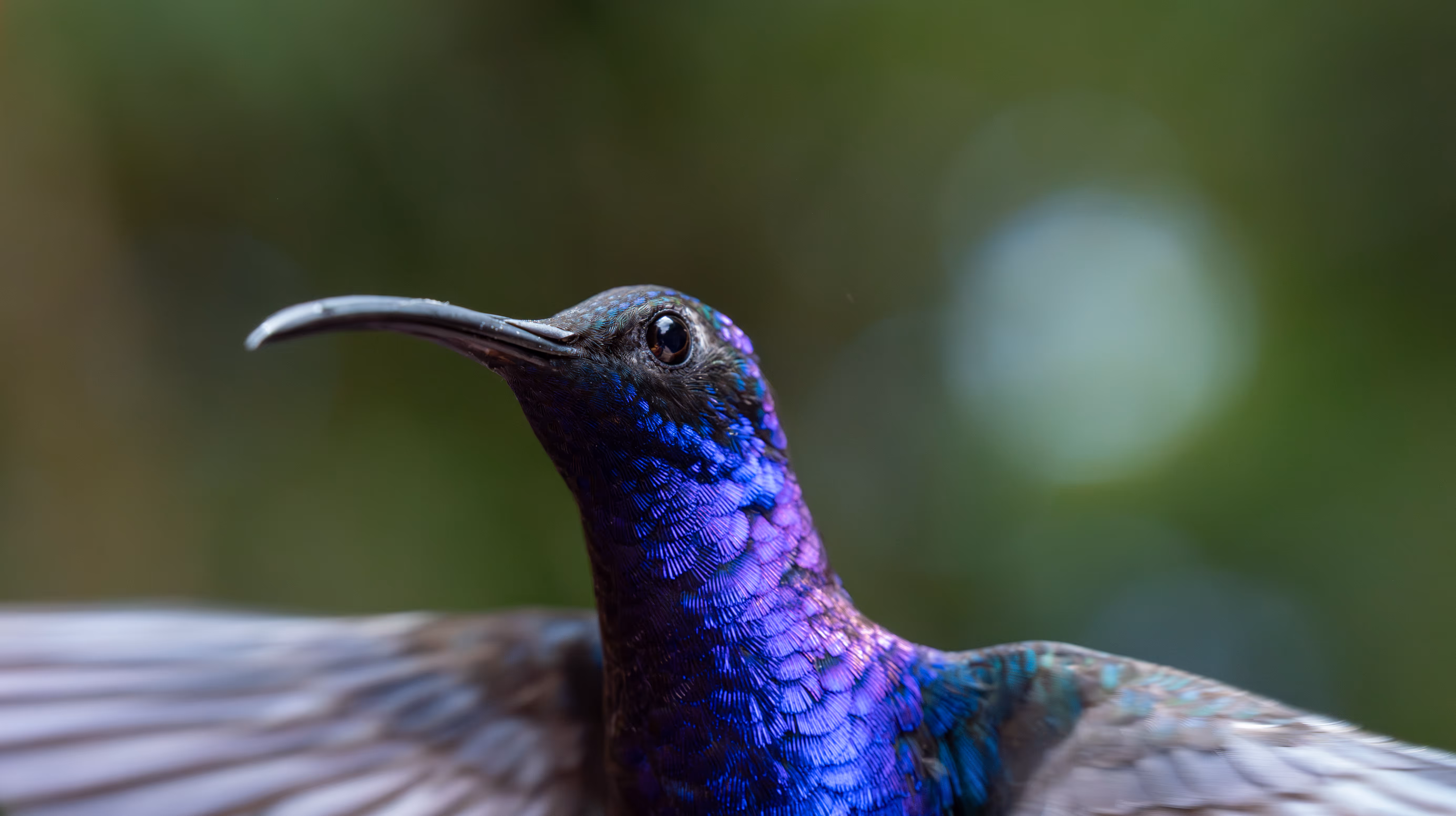 Wildlife