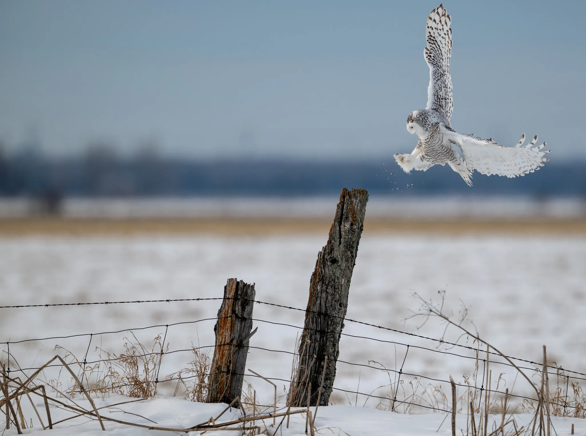 Snowy owl landing